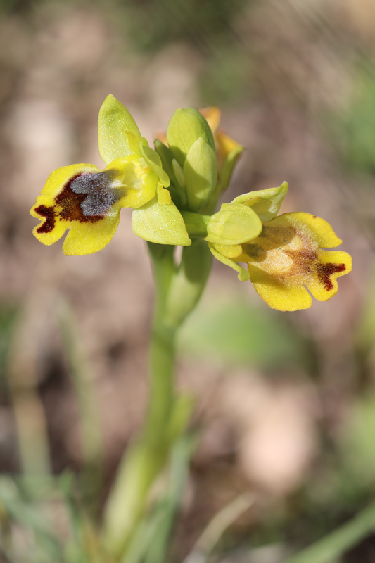 Ophrys lutea o O. sicula?